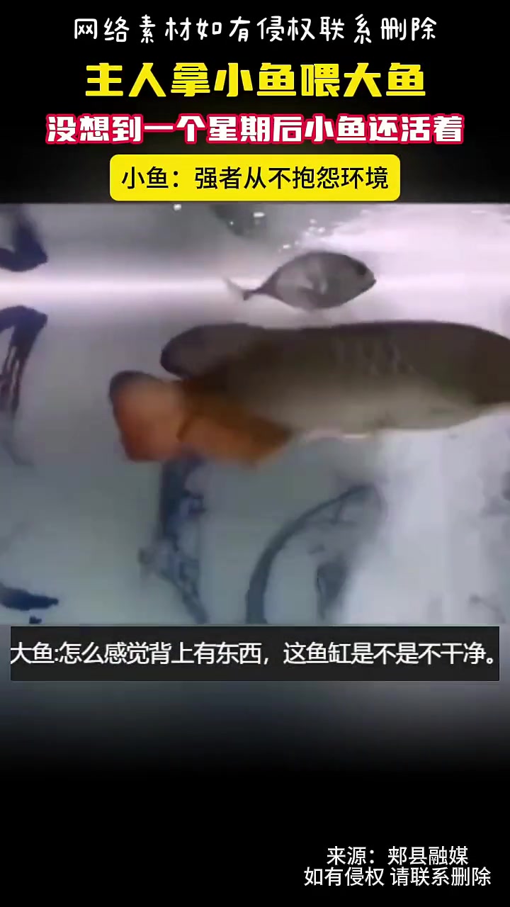主人拿小鱼喂大鱼，小鱼极限卡位没想到一个星期后还活着