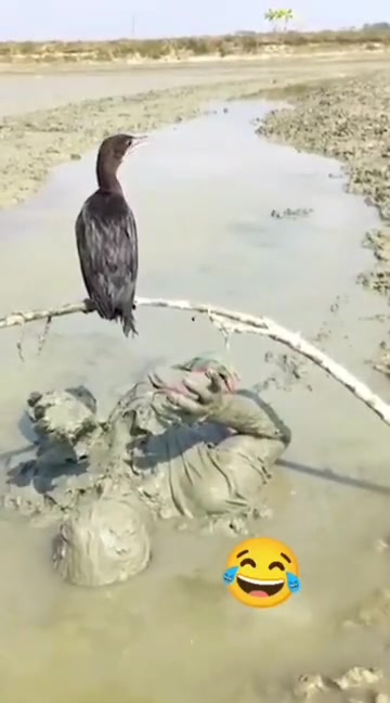 吃不到鸟屎，他急了