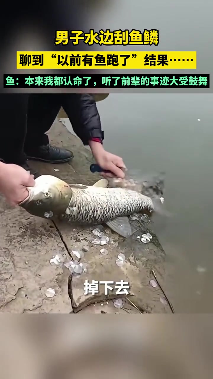 鱼本来我已经认命了，可是听到了先辈的事迹