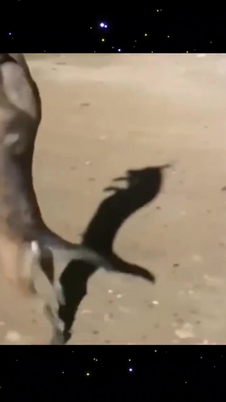 自律的狗子多可怕