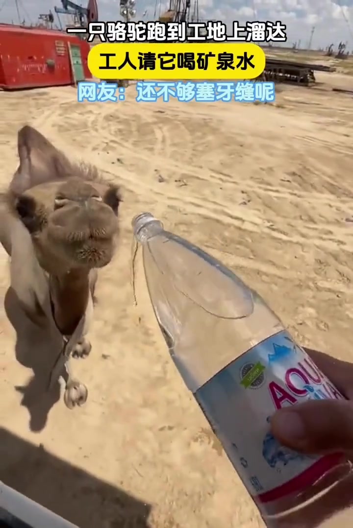 骆驼入口柔，一线喉