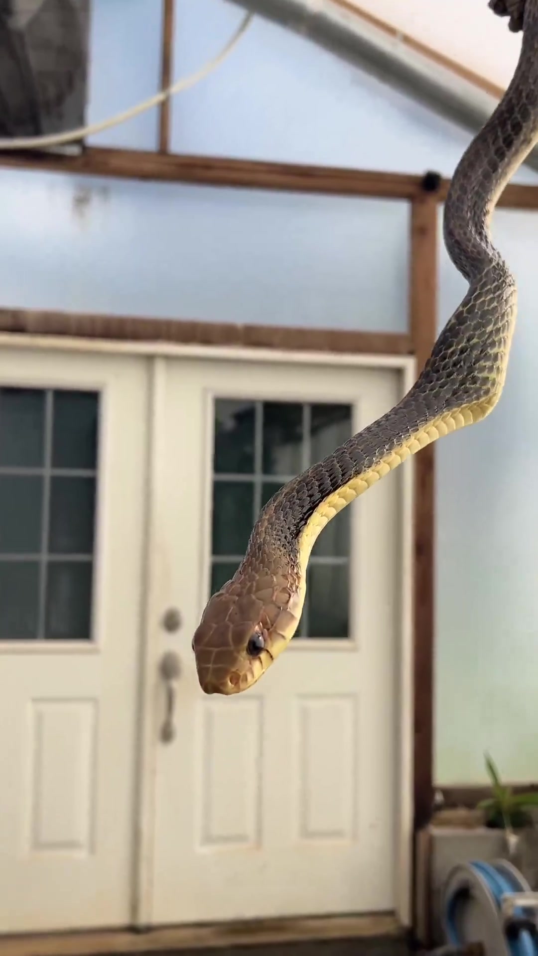 感情深，一口焖长蛇进食的画面你有见过吗