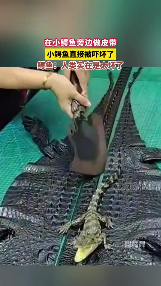 在小鳄鱼旁边做皮带，小鳄鱼直接被吓坏了！