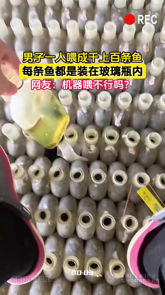 男子一人喂成千上百条鱼，每条鱼都是装在玻璃瓶内