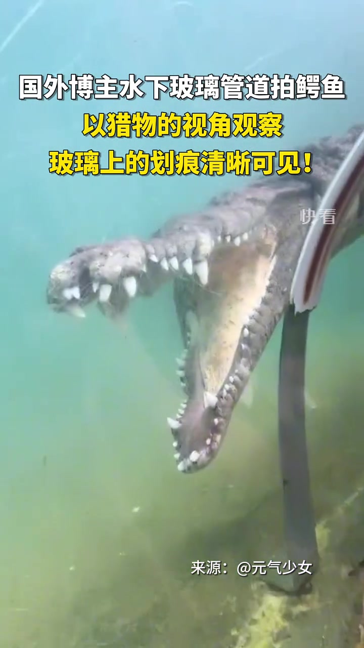 博主水下管道拍鳄鱼，以猎物的视角观察！划痕清晰可见！