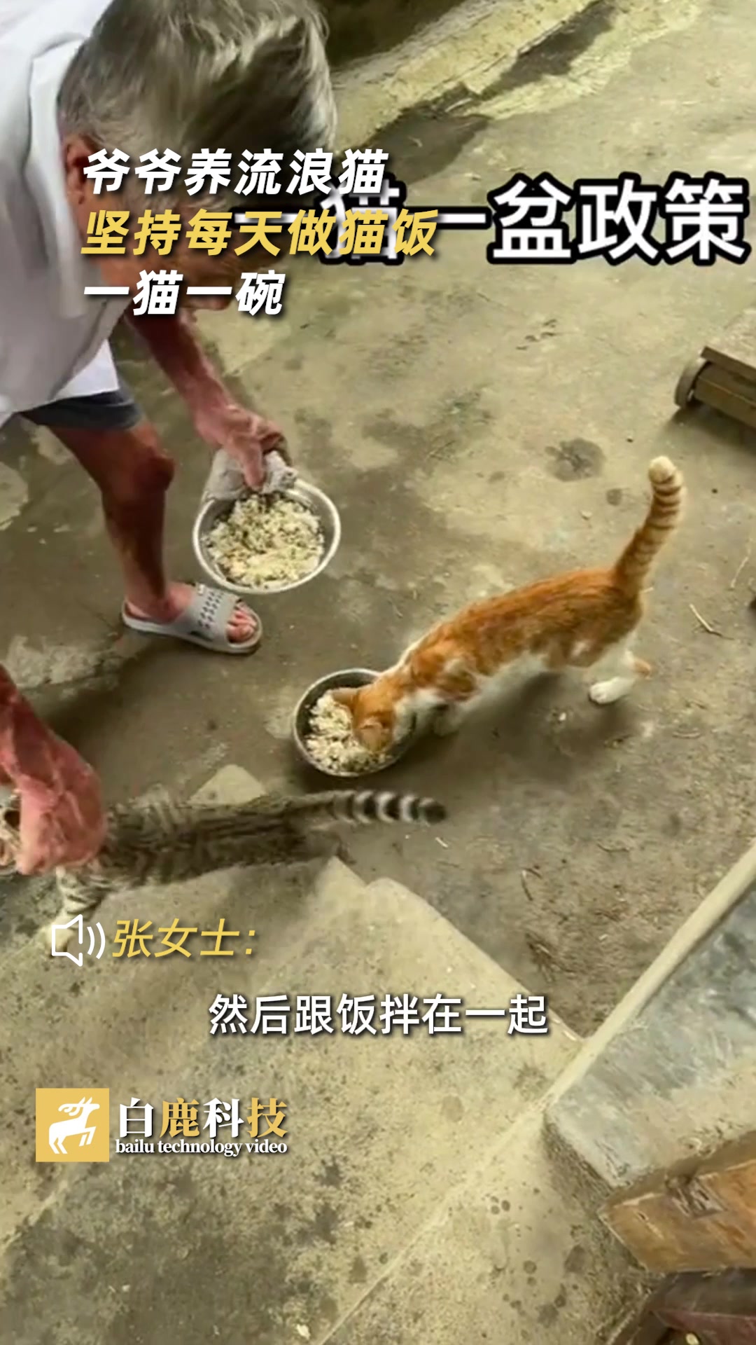 爷爷收养流浪猫坚持每日做猫饭