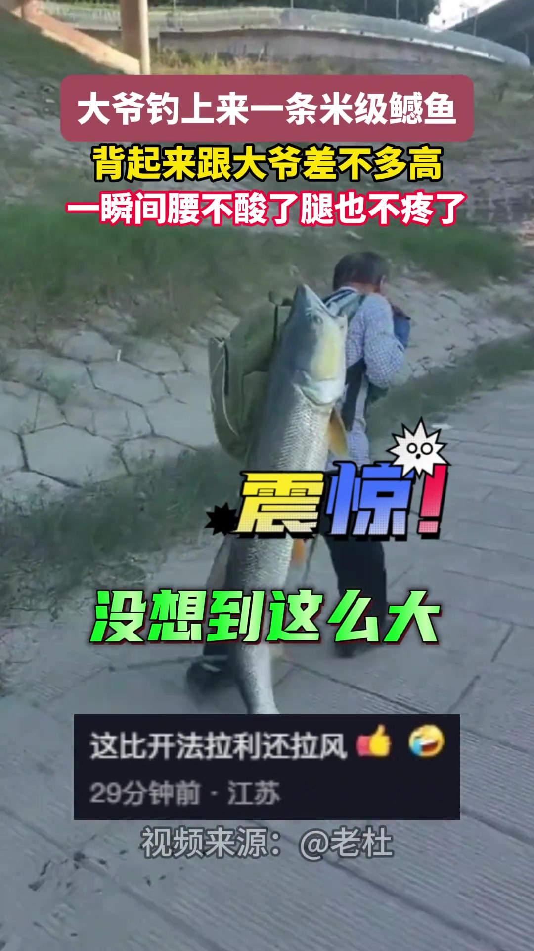 大爷钓上来一条米级鳡鱼不料背起来跟大爷差不多高