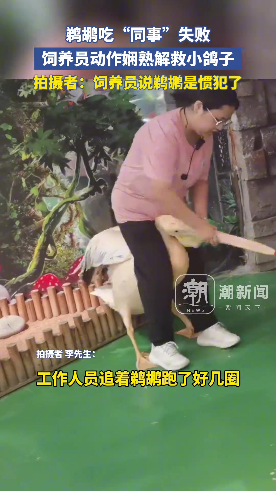 惯犯了！鹈鹕又吃“同事”饲养员动作娴熟解救小鸽子