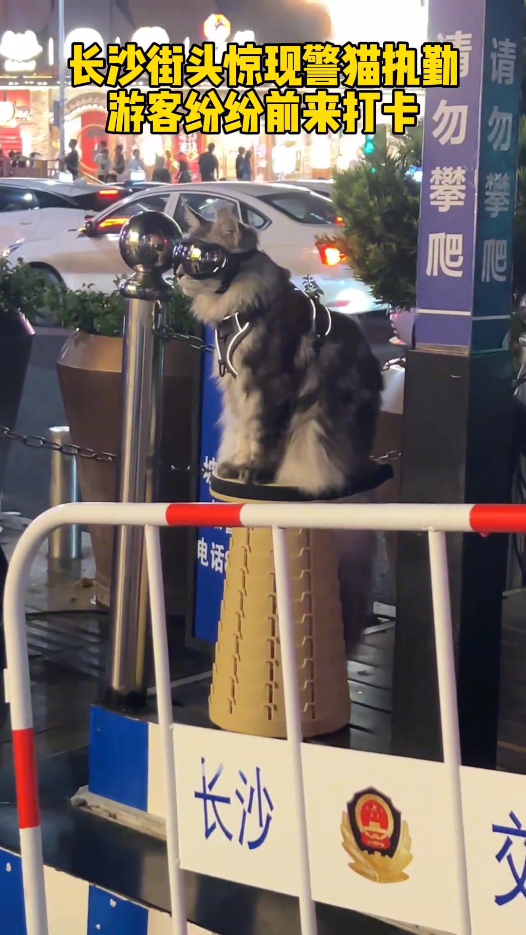 长沙街头惊现警猫执勤