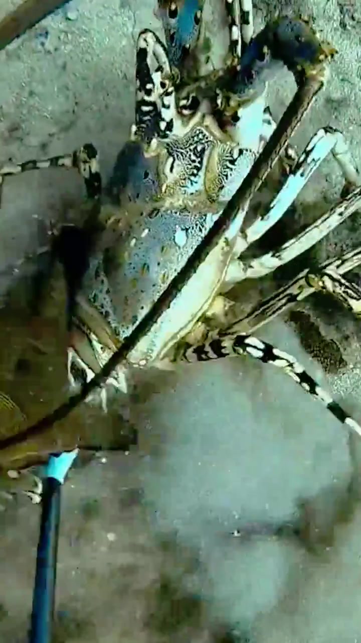 你这还自己往网里钻啊！！