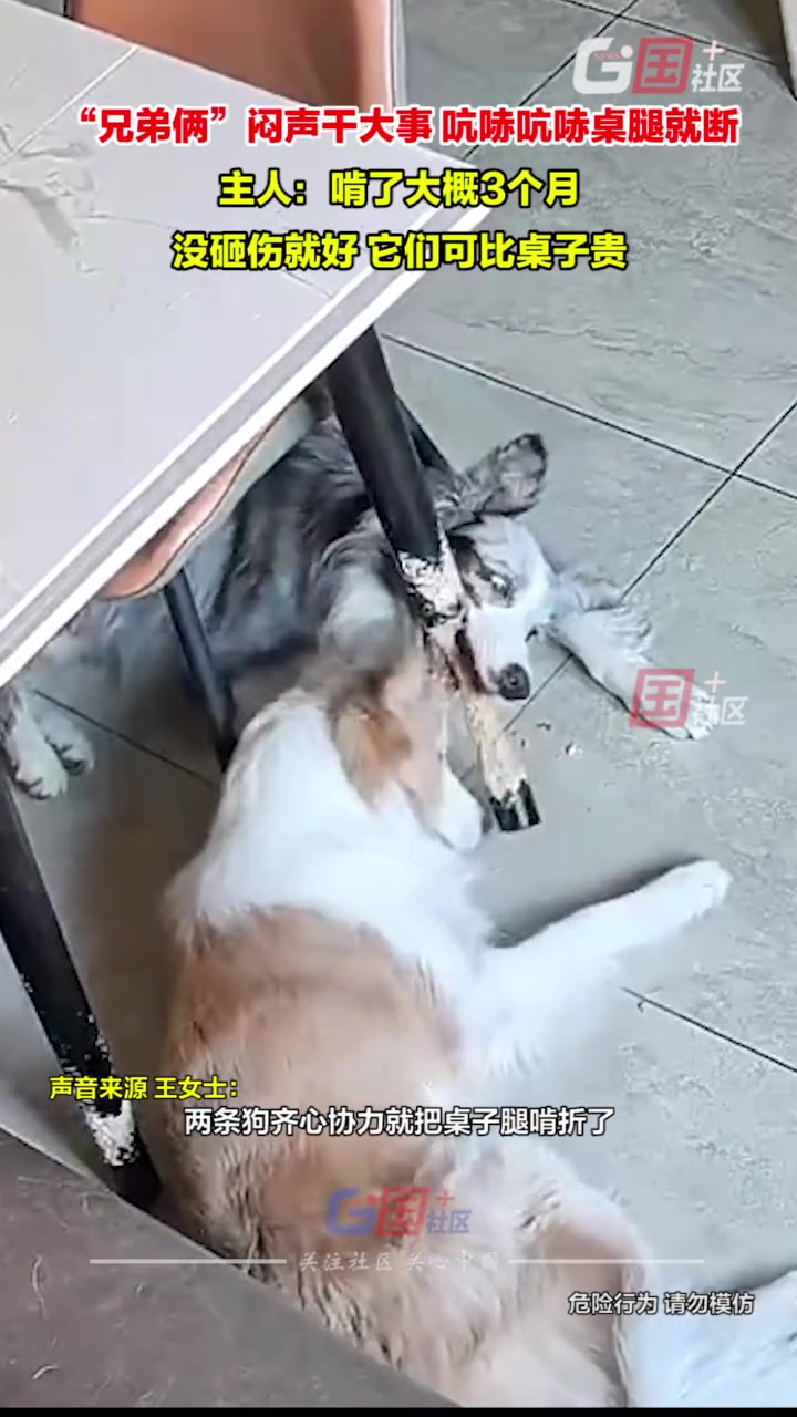 好好好，桌子还没狗子贵！