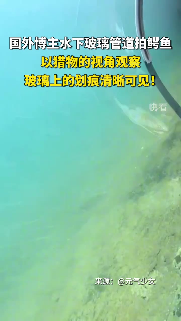 这就是史前巨鳄的厉害吗！！！