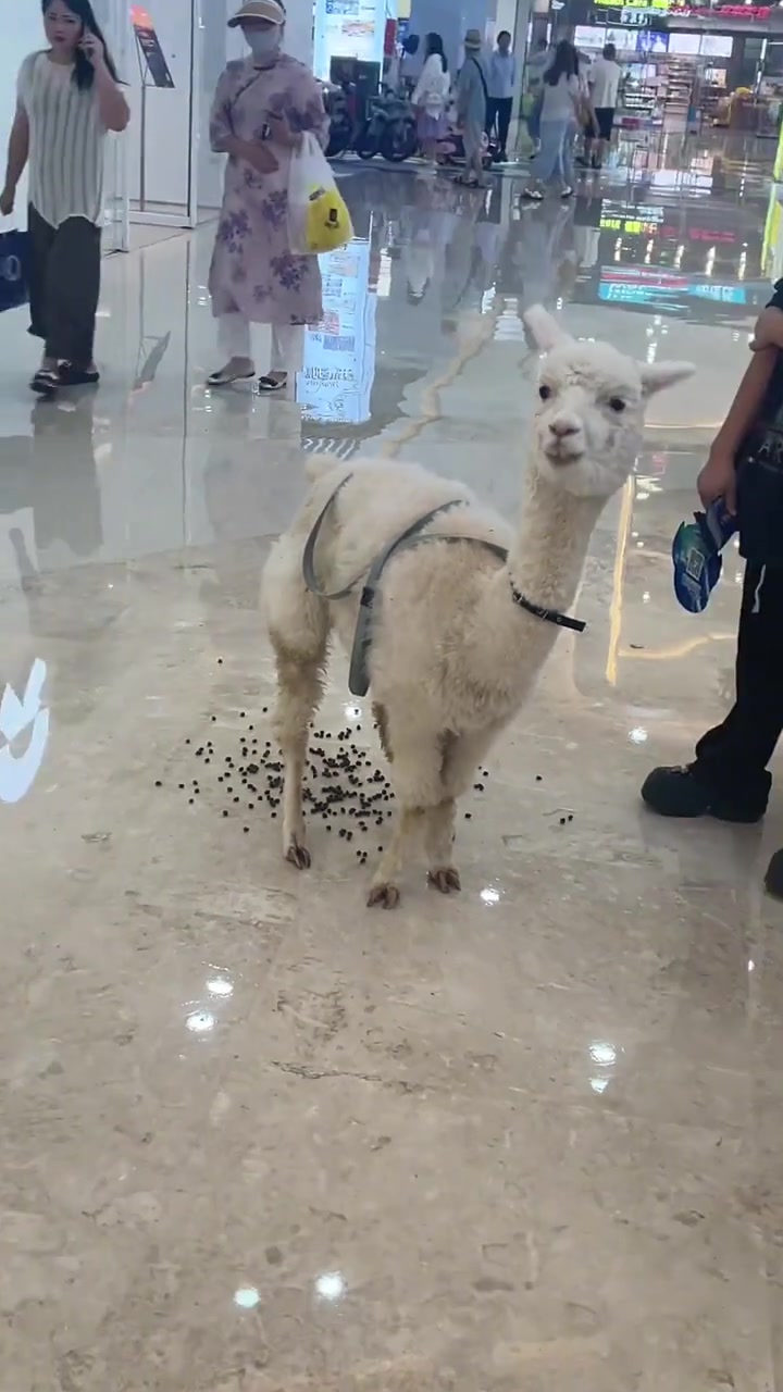 随机抽一位路人加进他的奶茶里！！！