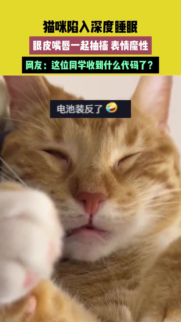 猫咪陷入深度睡眠眼皮嘴唇一起抽搐表情魔性