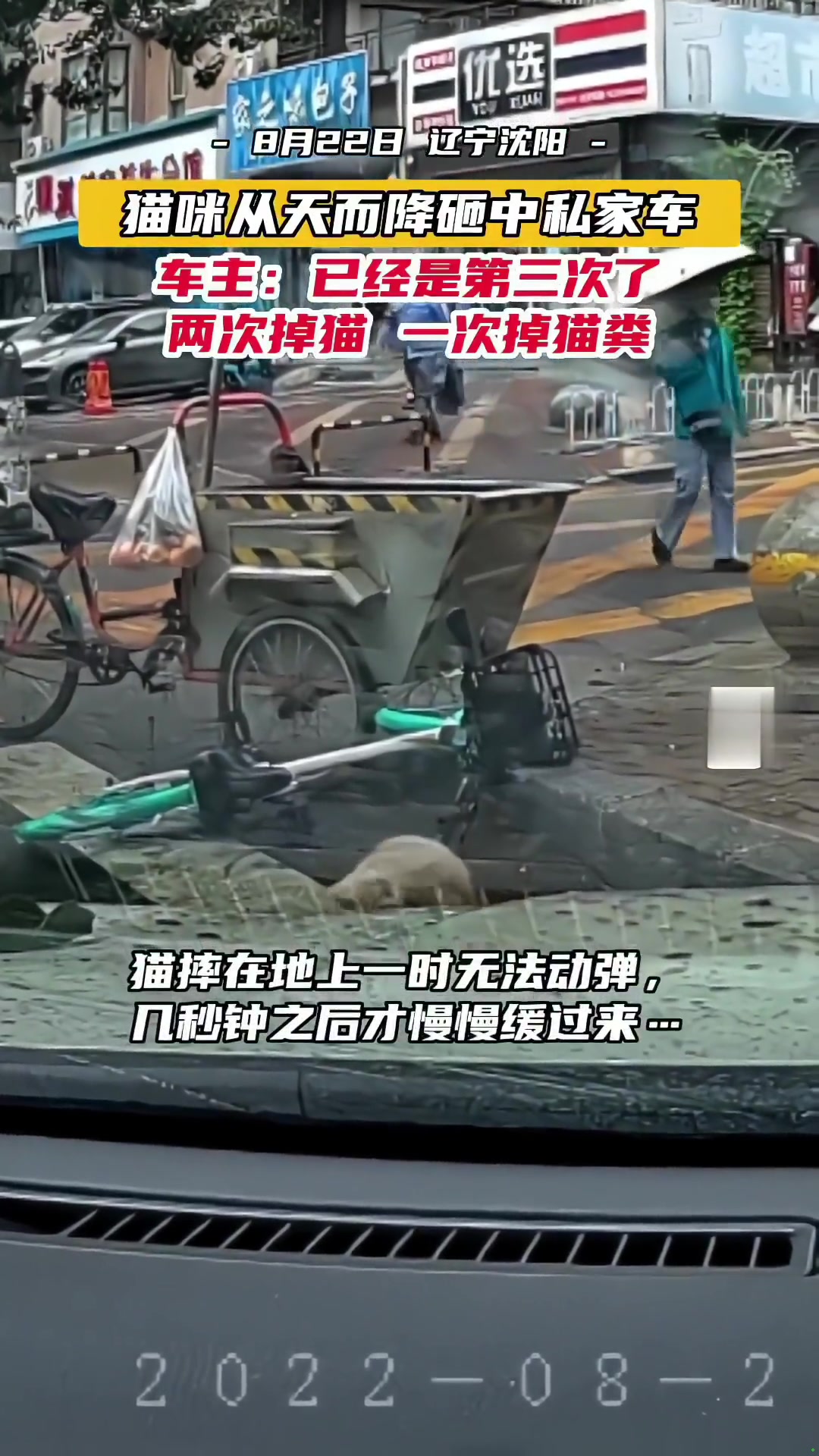 猫咪从天而降砸中私家车，这算谁的责任！