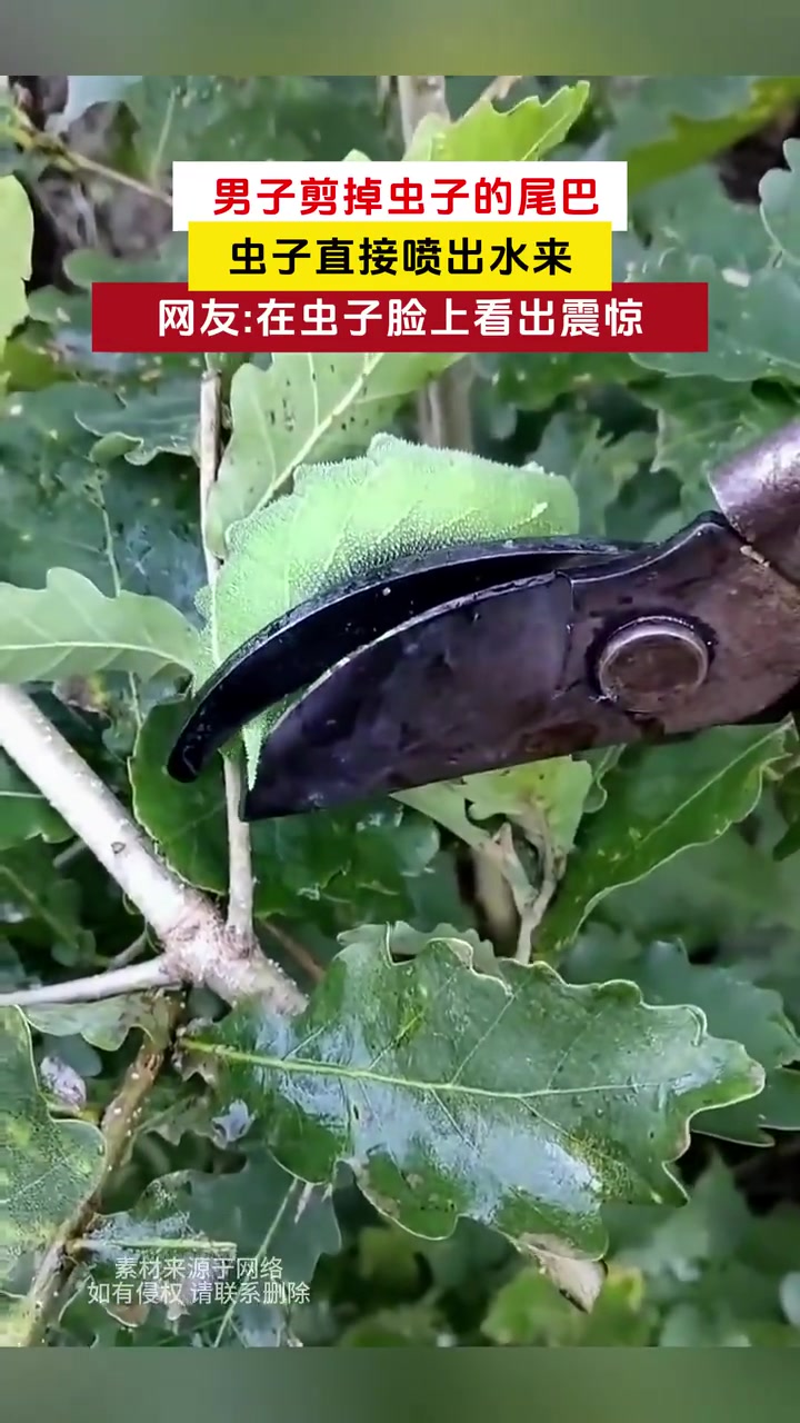 男子剪掉虫子的尾巴，虫子直接喷出水来！