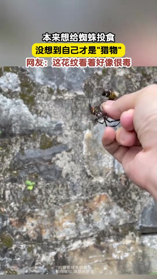 本来想给蜘蛛投食，没想到自己才是猎物！