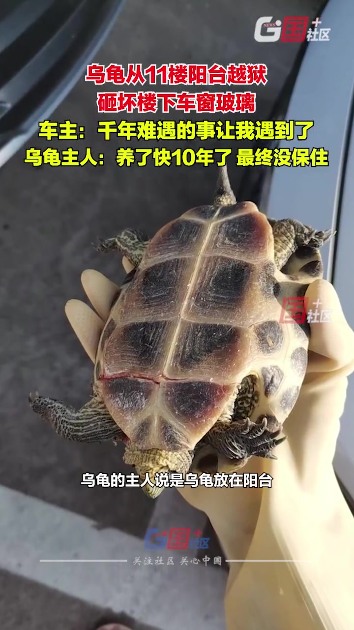 乌龟从11楼阳台越狱，砸坏楼下车窗玻璃！