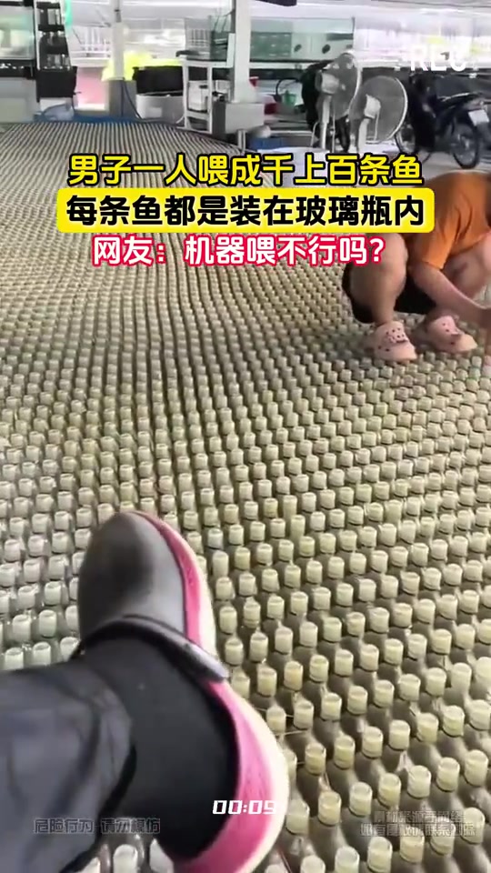 这鱼为啥是养在玻璃瓶内