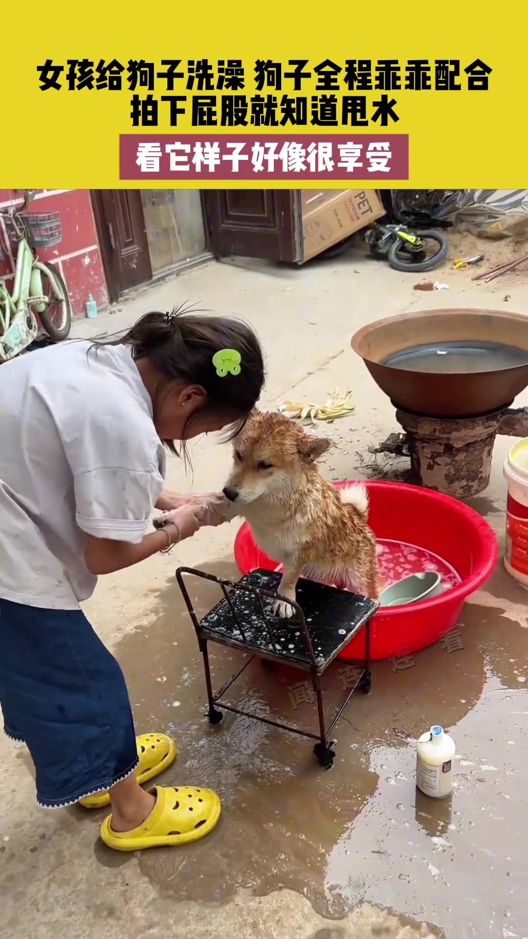 女孩给狗子洗澡，狗子全程配合