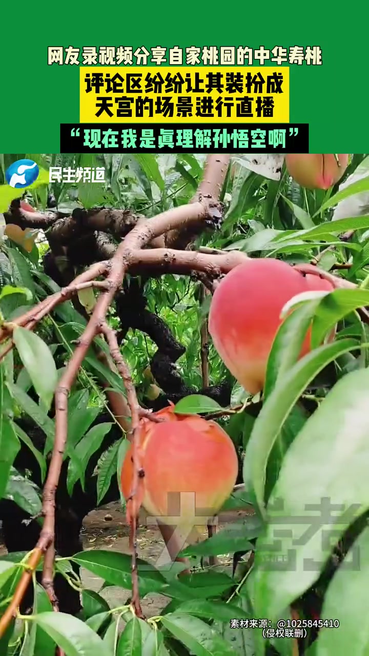 这桃别说孙悟空了，我看了我也忍不住想摘啊