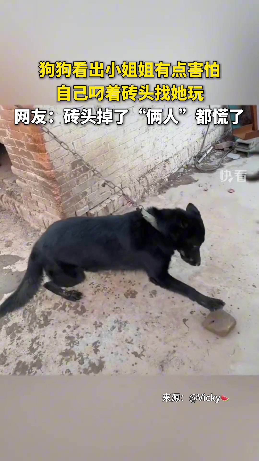 狗狗看出女子有点害怕就叼着砖头找她玩，砖头掉时俩人都慌了