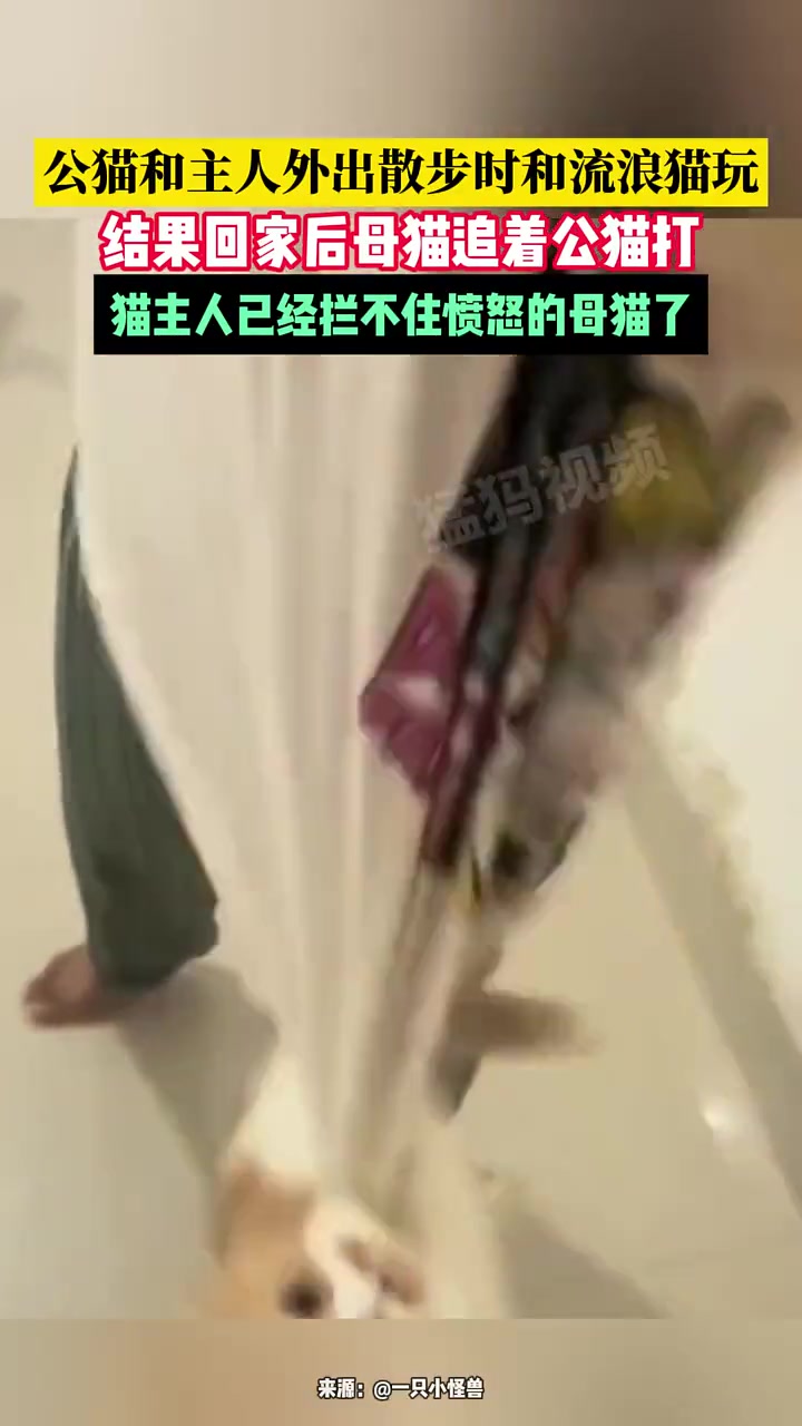 公猫和主人外出散步时和流浪猫玩，结果回家后母猫追着公猫打