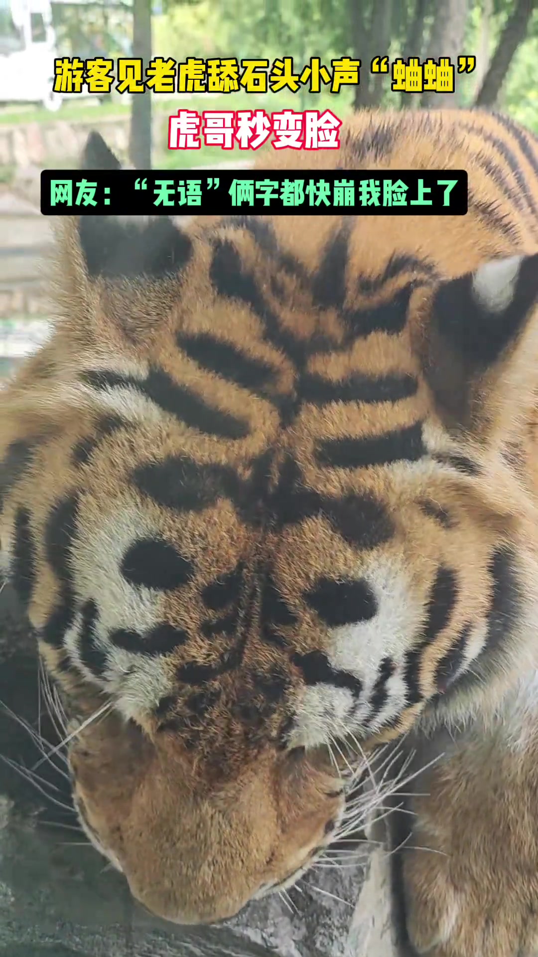 游客见老虎舔石头小声“蛐蛐”，虎哥秒变脸无语俩字都崩脸上了