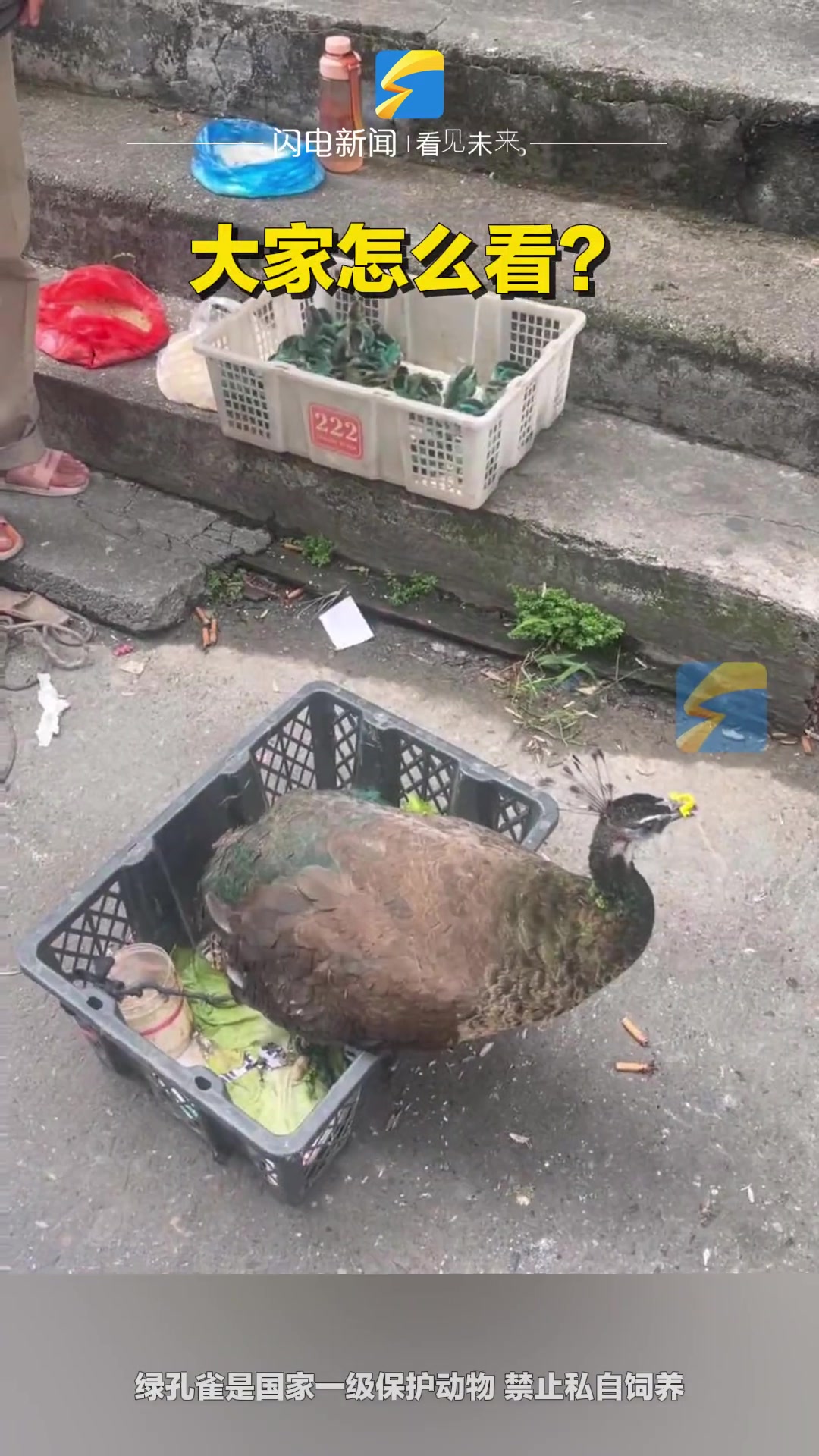 这不就是小鸡染色的吗！