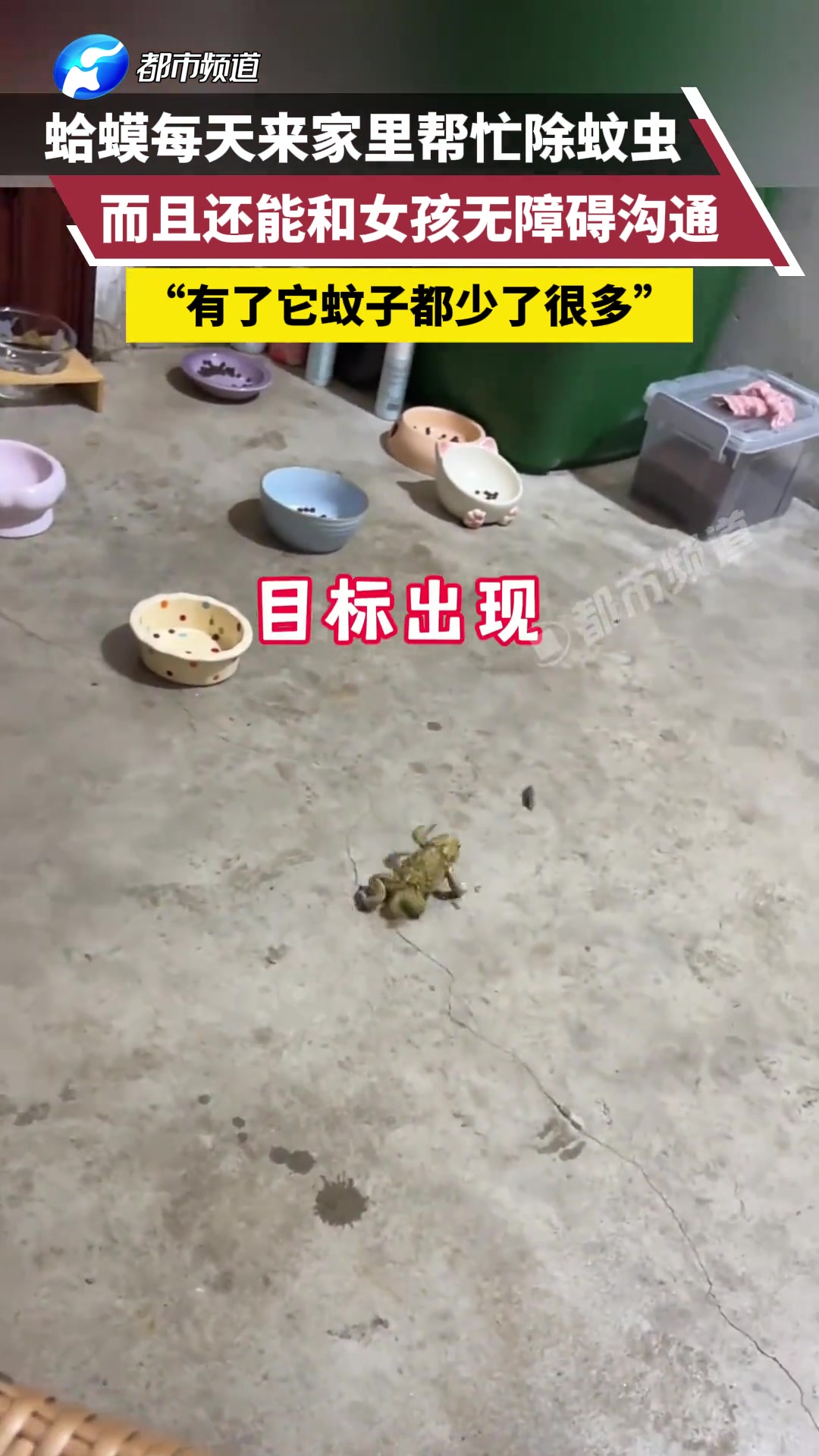 癞蛤蟆每天来家里帮忙抓虫子