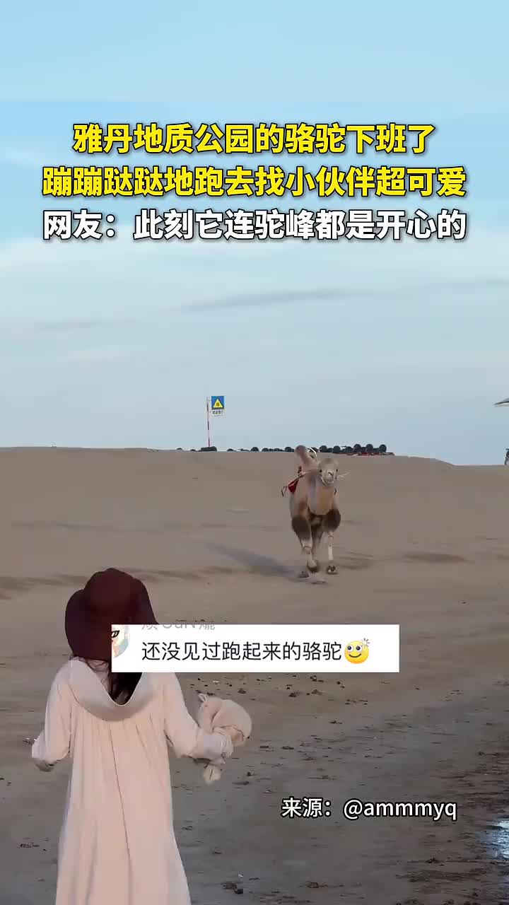 连动物下班了都是开开心心的