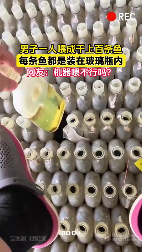 男子一人喂成千上百条鱼，每条鱼都是装在玻璃瓶内