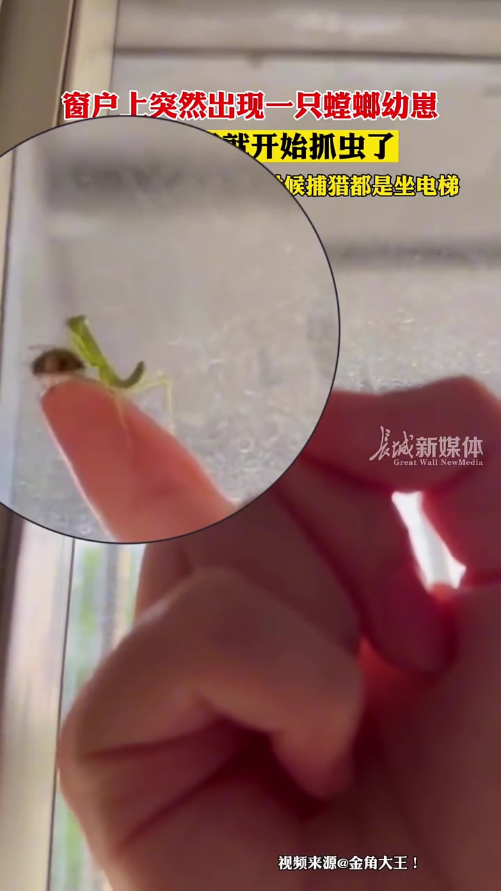 这螳螂还没成年就开始干活了