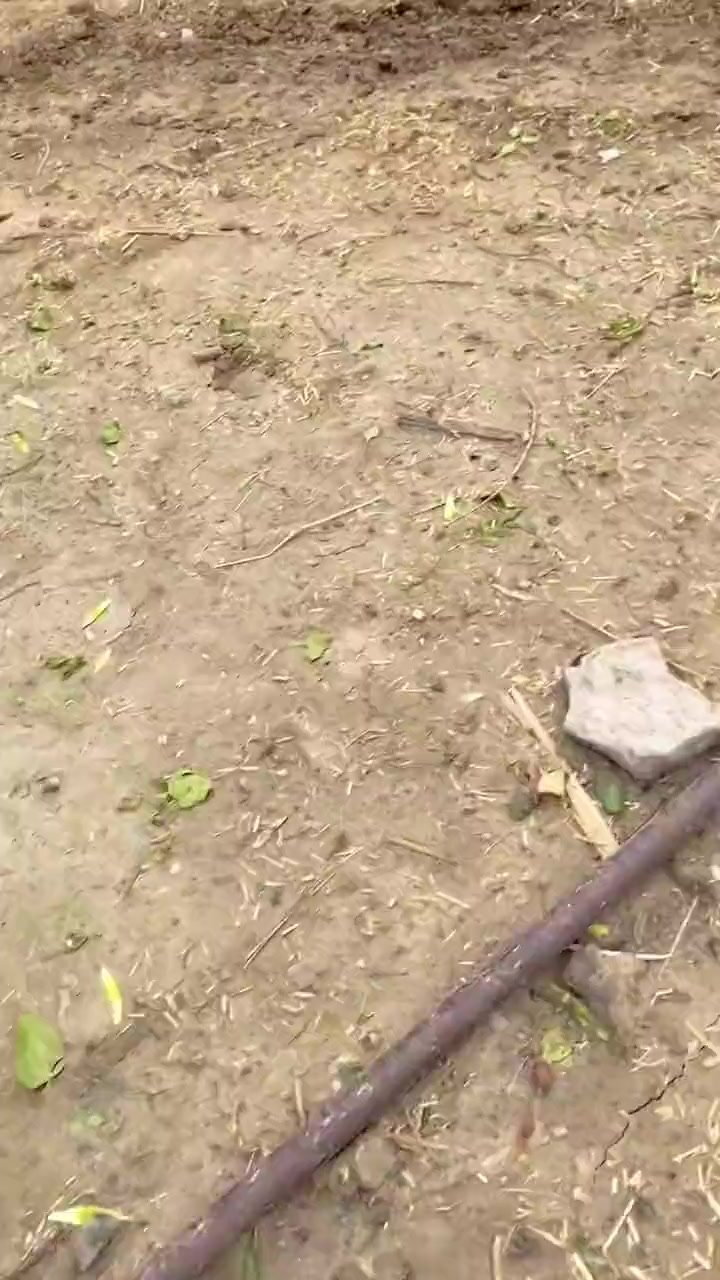 吃点草都要自己出力