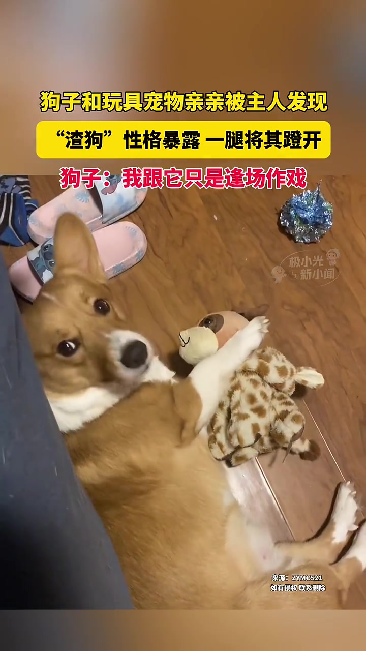 狗子和玩偶亲亲，被主人发现就一脚踢开
