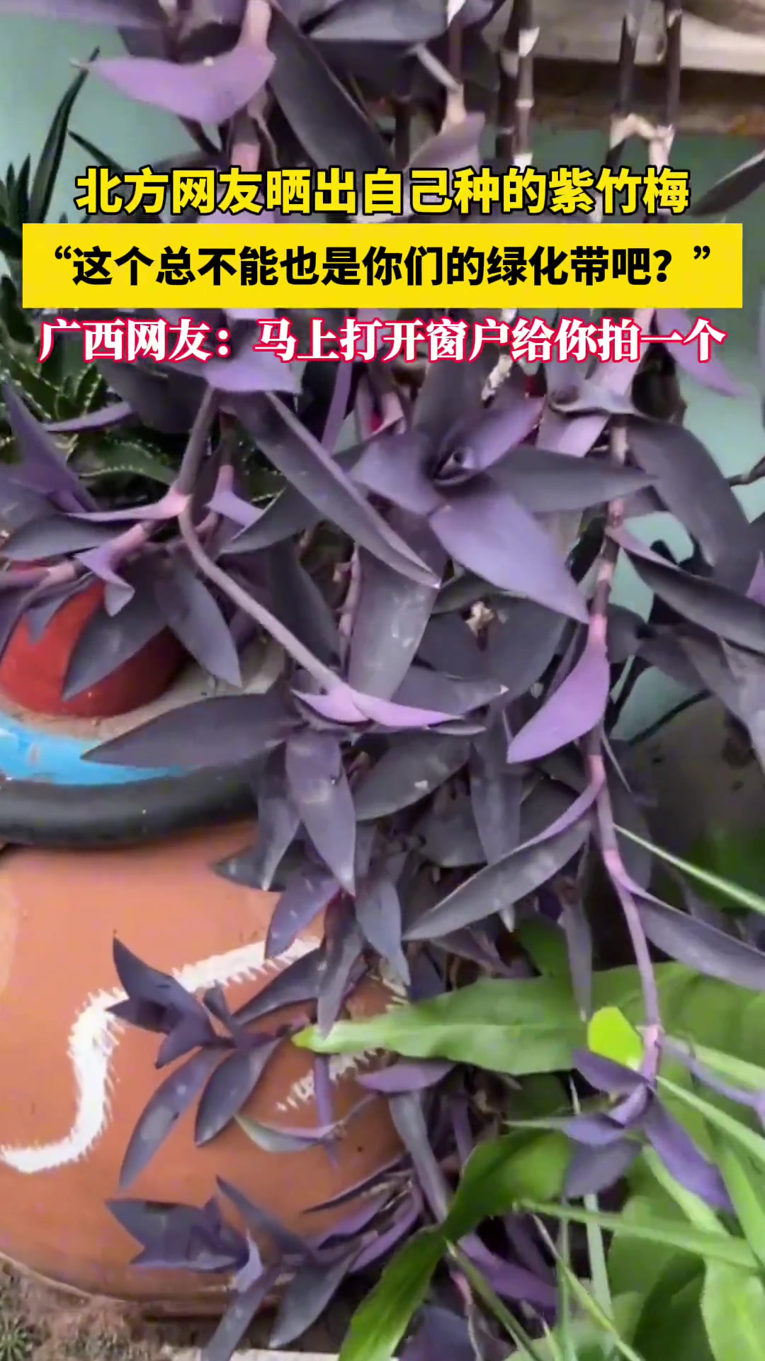 这个确实不是绿化带了，一般都叫杂草