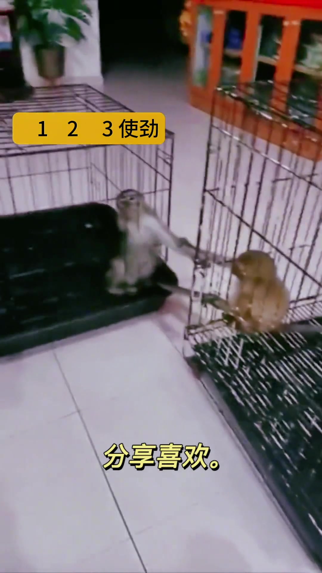 猴子也太聪明了吧