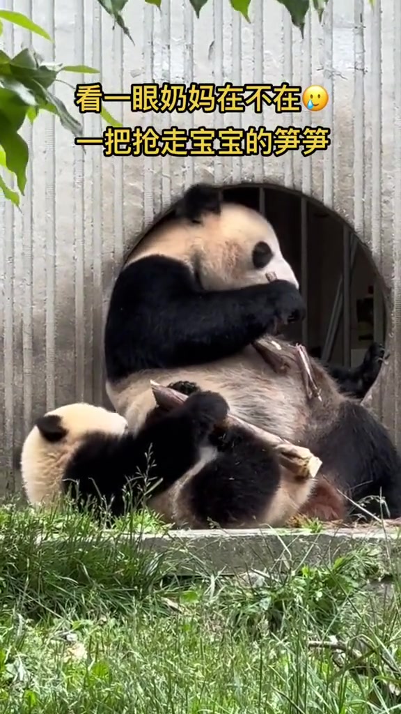 夺笋啊，你瞅瞅夺笋啊