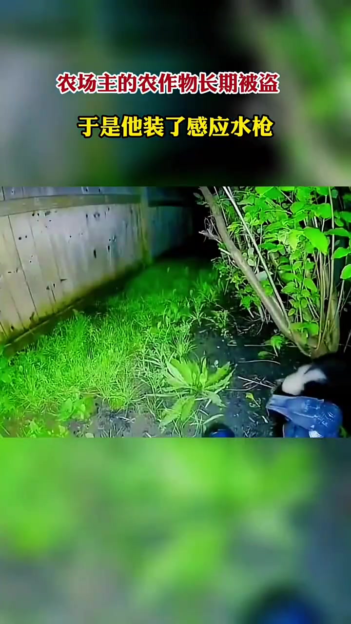 蔬菜：最近雨下的挺频啊！