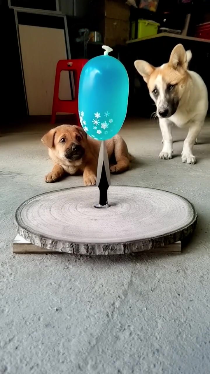 狗的眼睛都看直了