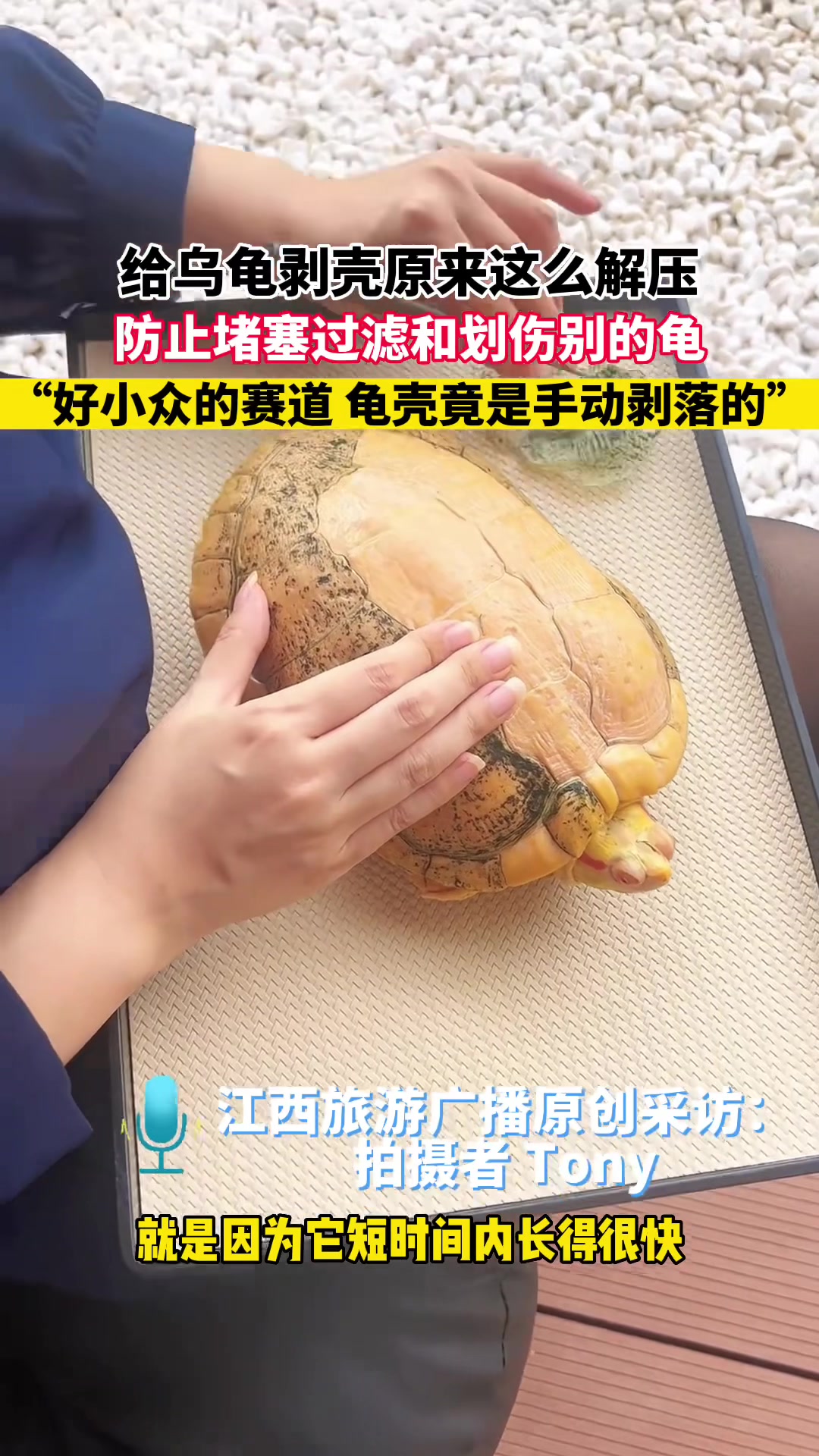 第一次听说乌龟退壳还可以自己帮它的