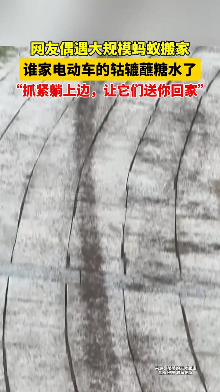 网友偶遇大规模蚂蚁搬家，谁家电动车的轱辘蘸糖水了