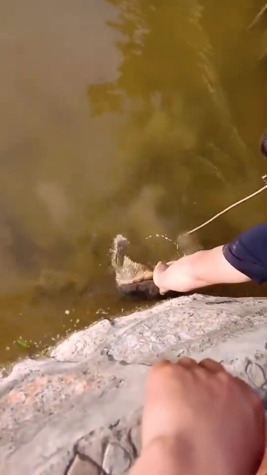 徒手抓鳄龟是个狠人！