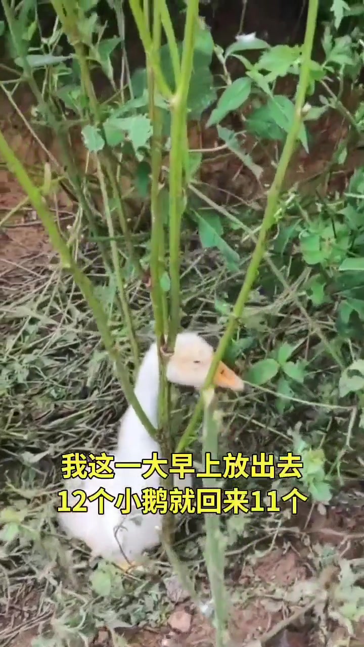 这种死法挺小众的！