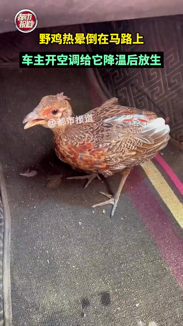 野鸡热晕倒在马路上，车主开空调给它降温后放生！