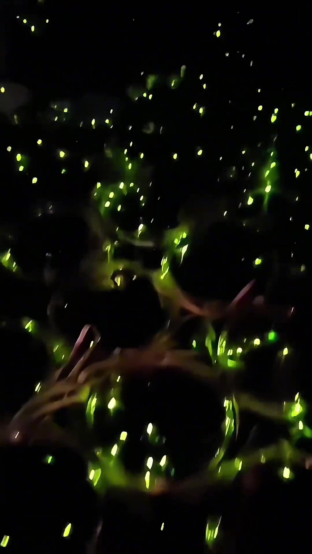 你有多久没见过萤火虫了给你一份童年的回忆！