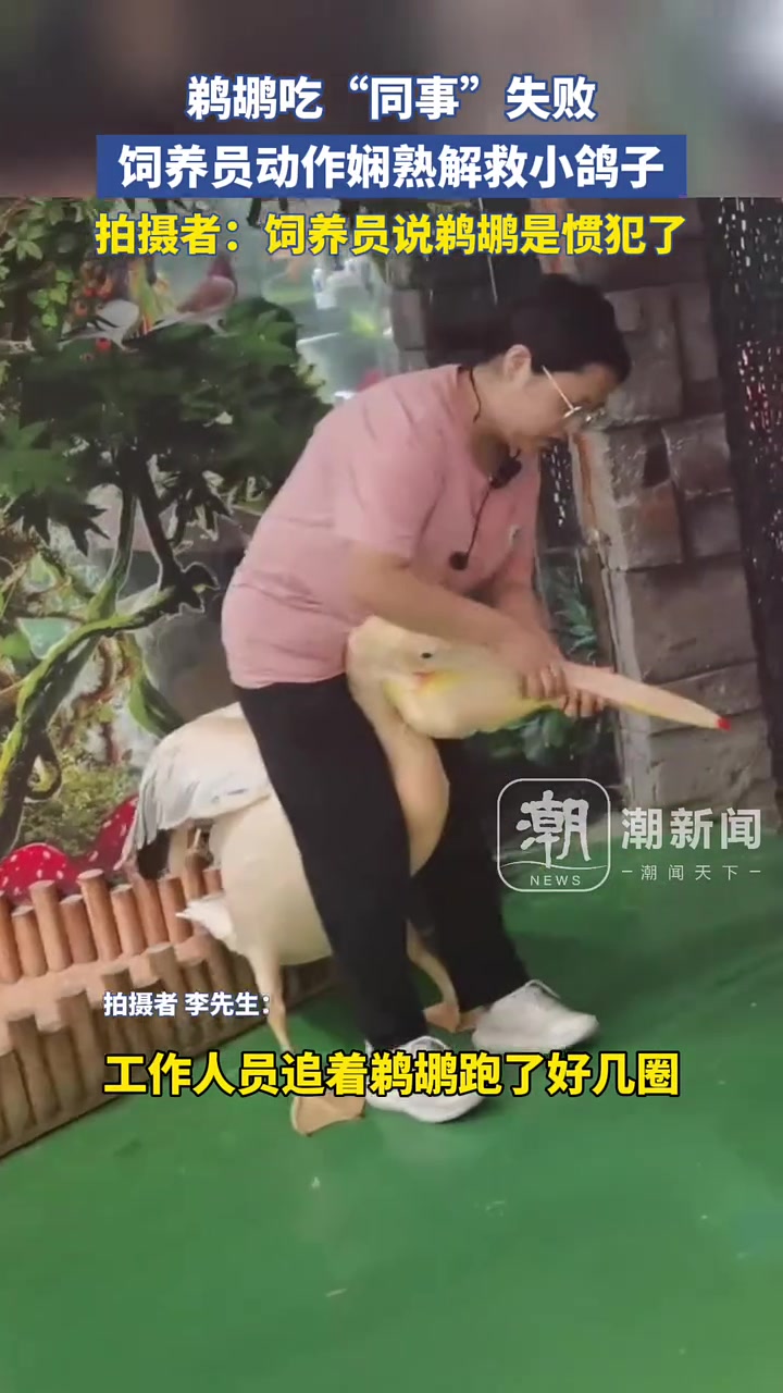 鹈鹕又吃“同事”拍摄者：听说是惯犯了