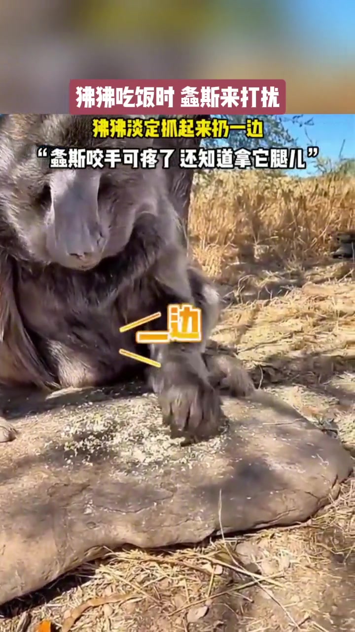 狒狒用餐时刻，螽斯前来打搅！