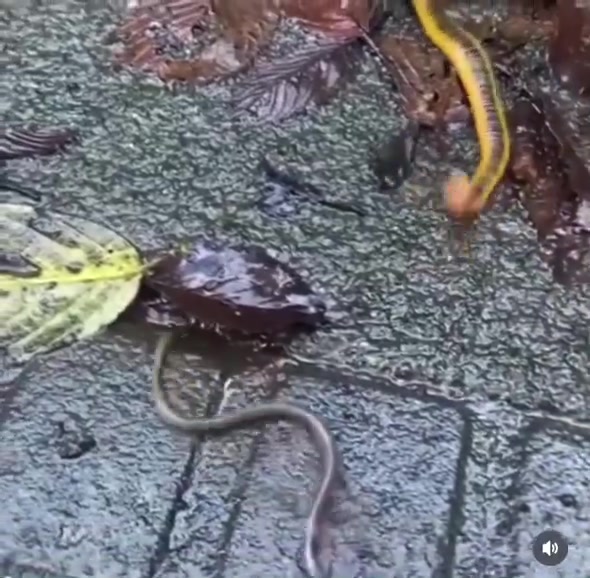 水蛭吞食整条蚯蚓！这个画面太恐怖了！