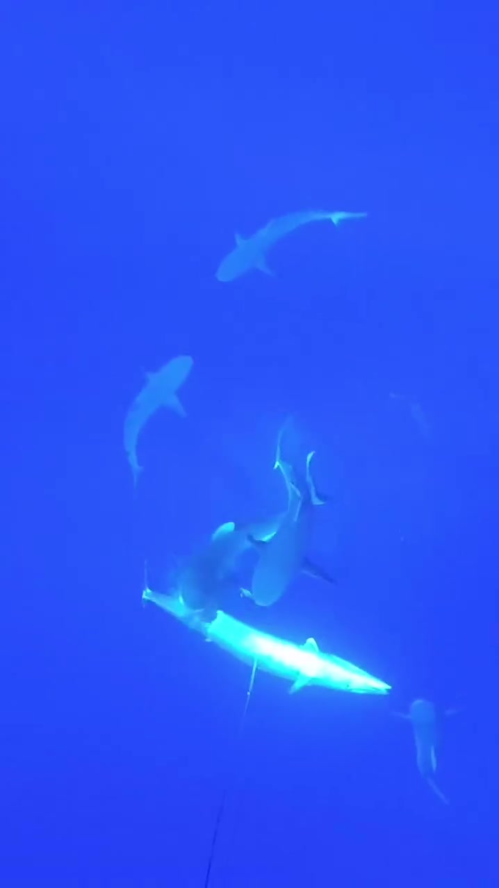 鲨鱼群攻猎物，咬一口一个坑！